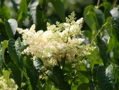 Lilac Tree Blossoms