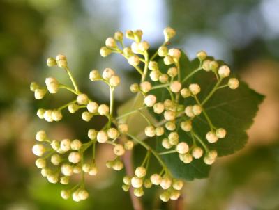 Hawthorne Tree Blossom Buds