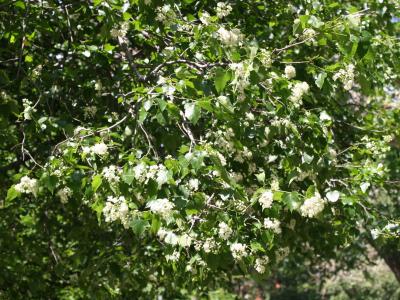 Hawthorne Tree Blossoms