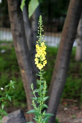 Verbascum