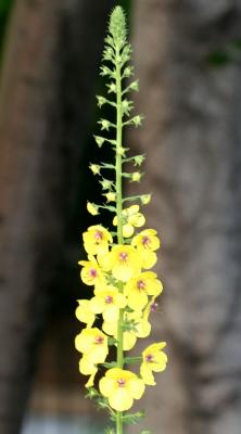 Verbascum