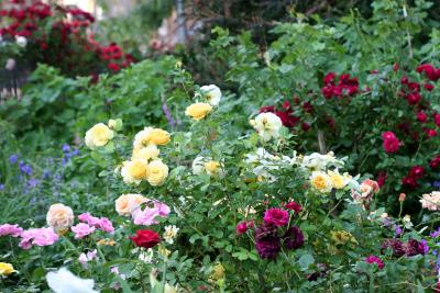 Rose Garden 505
