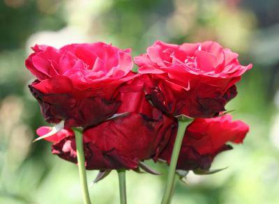Don Juan Rose Bouquet