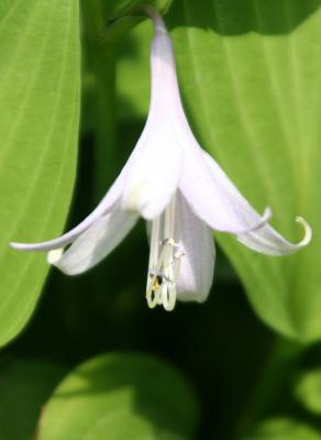 Hosta