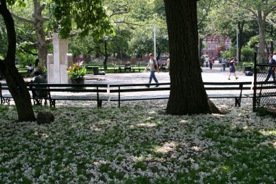 Catalpa Blossoms