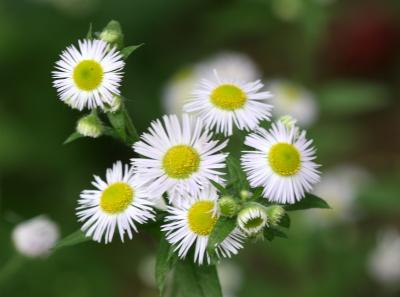 Camomile Asters LaGuarda Place Time Landscape Garden