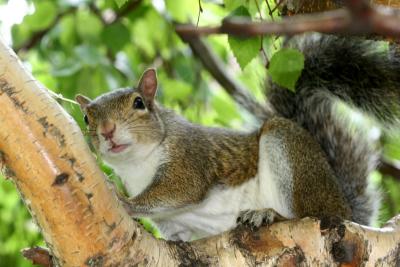 Squirrel in a Birch Tree -  NYU Silver Towers Garden