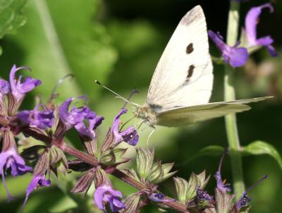 Cabbage Butterfly on a Salvia Blossom