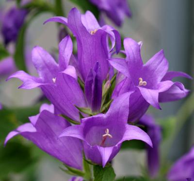 Campanula