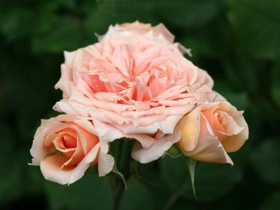Paul Bocuse Roses