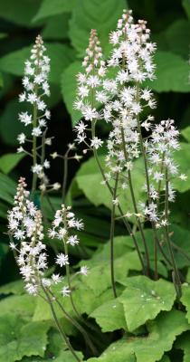 Tiarella cordifolia - Foamflower