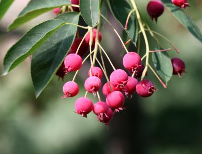 Amelanchier canadensis - Oramental Flowering Tree Berries