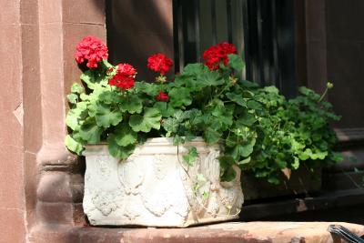 Geranium Planter Box