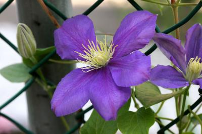 Clematis