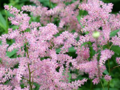 Astilbe Fly in Feathers 505