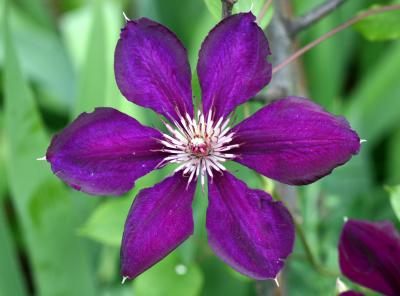 Clematis