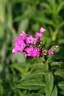 Phlox