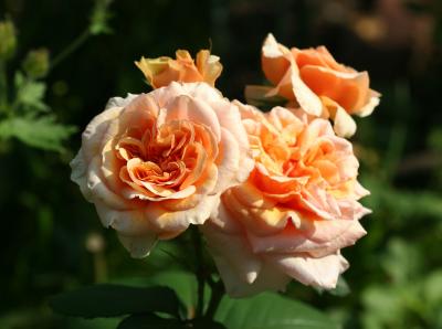 Versigny Roses