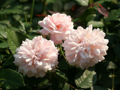 Souvenir de Malmaison Roses