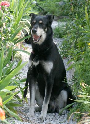 Rocky in LaGuardia Place Community Garden