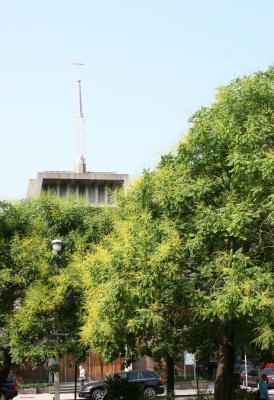 Golden Rain Trees & NYU Catholic Center