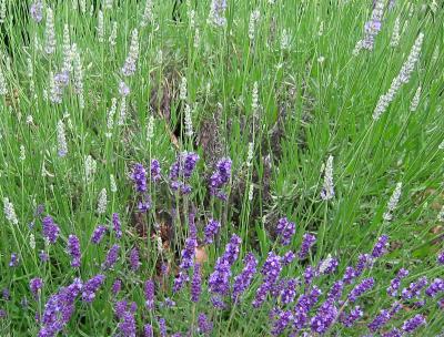 Lavender  & Grass