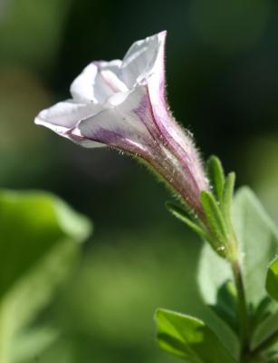  Young Petunia