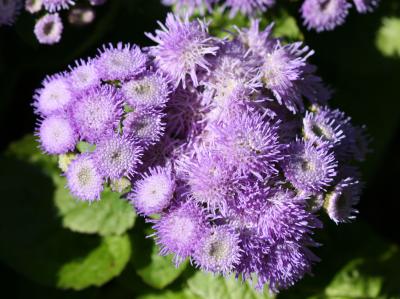 Ageratum or Floss