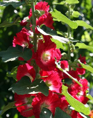 Hollyhocks