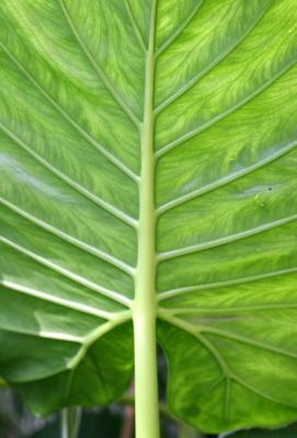 Elephant Ears