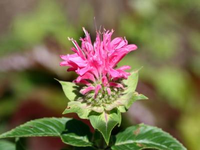 Bee Balm