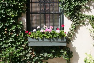Ivy  Wall & Geranium Flower Box