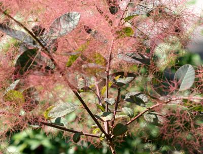 Smoke Tree - Cotinus coggygria