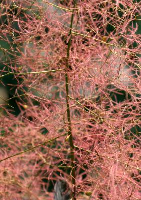 Smoke Tree - Cotinus coggygria