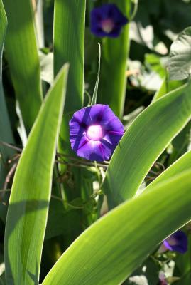 Morning Glory with Iris Foliage