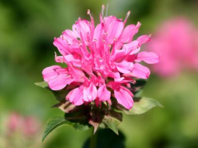 Bee Balm