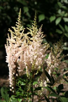 Astilbe Feathers