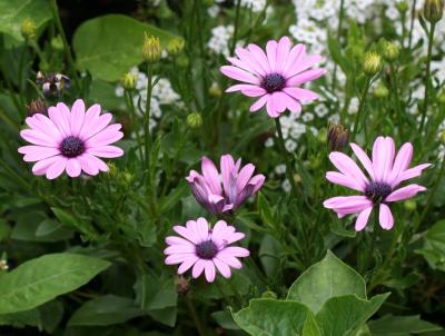 Osteospermum Daisies