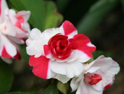 Impatiens