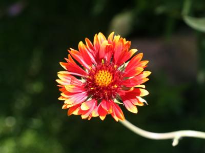 Gaillardia Aster - Blanket Flower