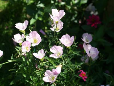 Oenothera