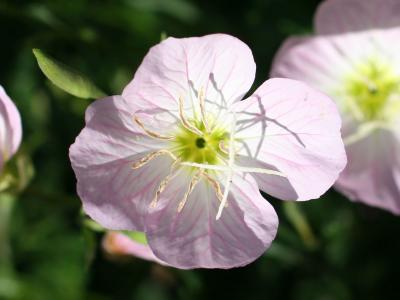 Oenothera