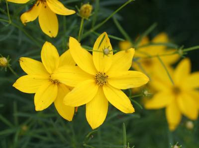 Daisies