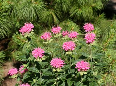 Bee Balm