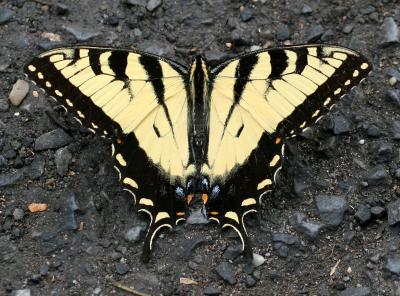 Canadian Tiger Swallowtail -Papilio canadensis