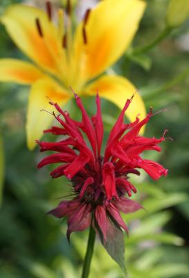 Red Bee Balm & Yellow Lily