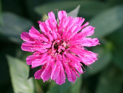 Bee Balm