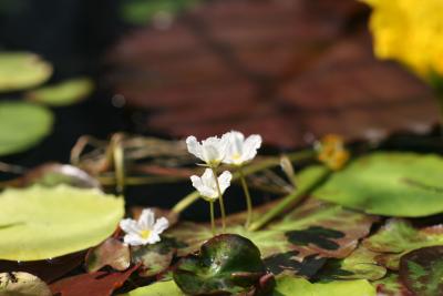 Water Lily Tub