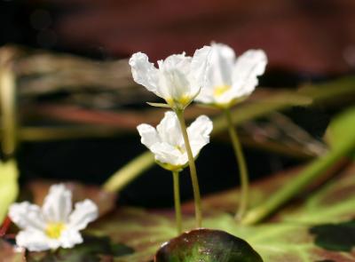 Water Lilies