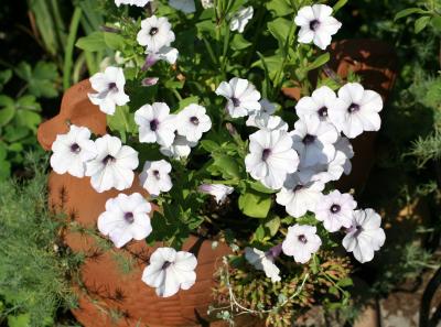 Petunias in a Terracotta Hen